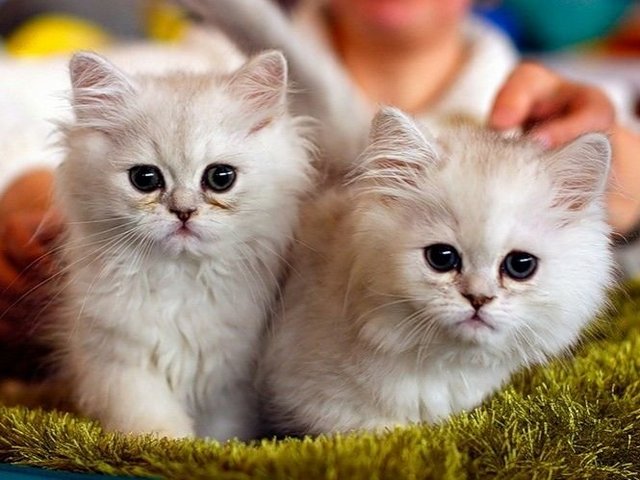 Породы кошек в Пойковском | ЗооТом портал о животных