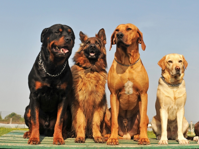 Крупные породы собак в Пойковском | ЗооТом портал о животных